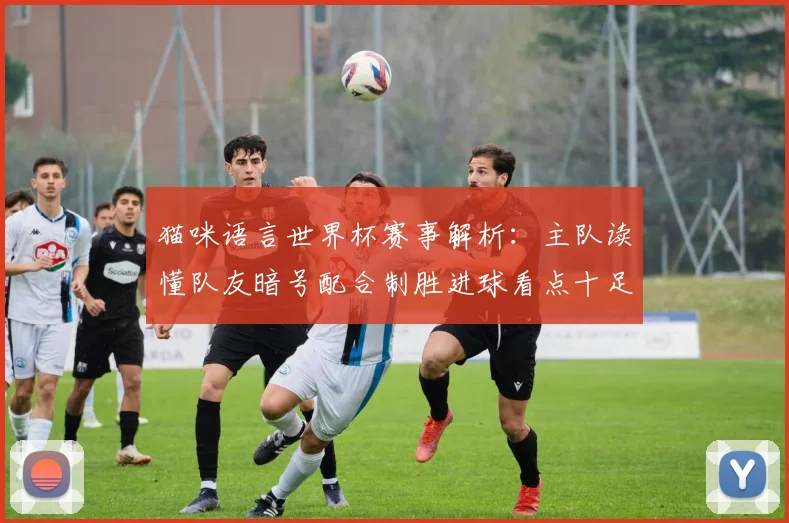 猫咪语言世界杯赛事解析：主队读懂队友暗号配合制胜进球看点十足